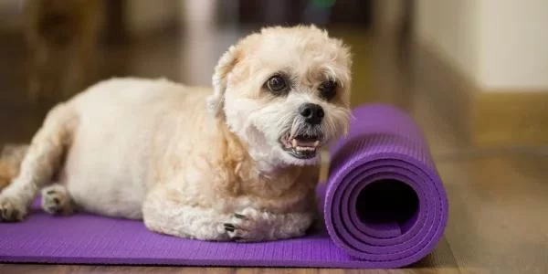 Effective Ways to Help Your Dog Lose Weight and Stay Healthy