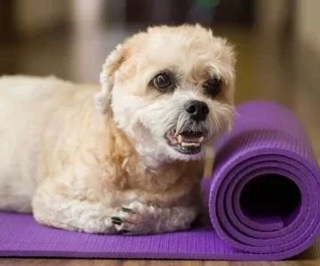 Effective Ways to Help Your Dog Lose Weight and Stay Healthy