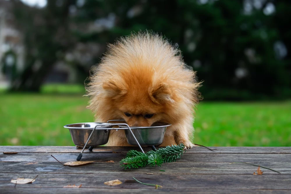 Best Dog Foods for Skin Allergies: A Complete Guide to Help Your Pup