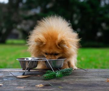 Best Dog Foods for Skin Allergies: A Complete Guide to Help Your Pup