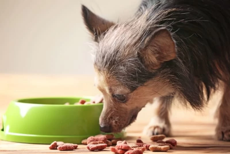Best Options for Senior Pet Food: A Guide to Healthy Eating for Older Pets