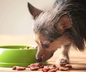 Best Options for Senior Pet Food: A Guide to Healthy Eating for Older Pets