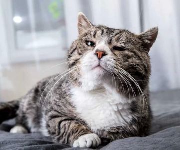 Common Health Problems in Senior Cats and How to Manage Them