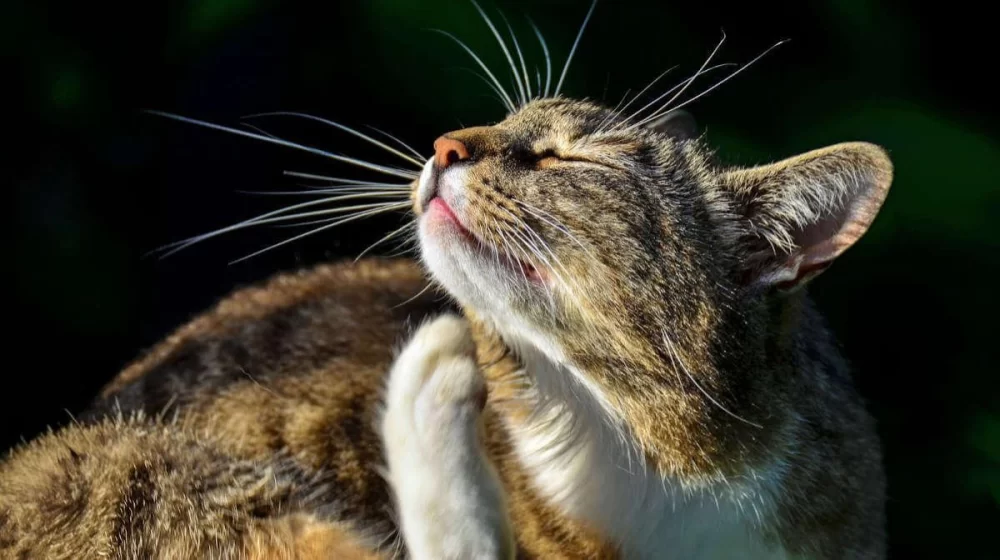 Cat Flea Treatment Cost and Options: The Best Solutions for Your Cat's Flea Problems