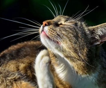 Cat Flea Treatment Cost and Options: The Best Solutions for Your Cat's Flea Problems