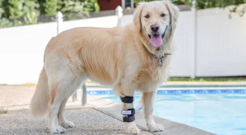 Why Your Dog is Limping and Refusing to Walk: What You Need to Know