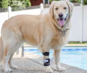 Why Your Dog is Limping and Refusing to Walk: What You Need to Know