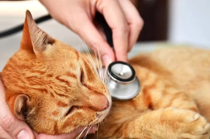 Why is Your Cat Breathing Loudly and Continuously? Here’s What You Need to Know