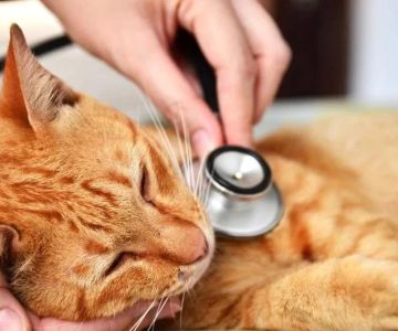 Why is Your Cat Breathing Loudly and Continuously? Here’s What You Need to Know