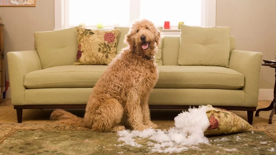 Effective Ways to Stop Dogs from Chewing on Furniture and Protect Your Home