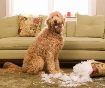 Effective Ways to Stop Dogs from Chewing on Furniture and Protect Your Home