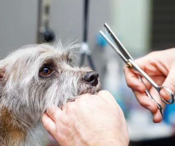 How to Groom a Dog at Home Safely: A Complete Guide for Pet Owners