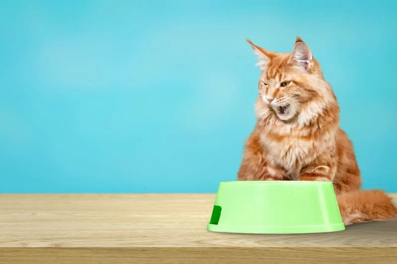 Why Your Cat May Stop Eating and Drinking and What to Do About It