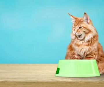 Why Your Cat May Stop Eating and Drinking and What to Do About It