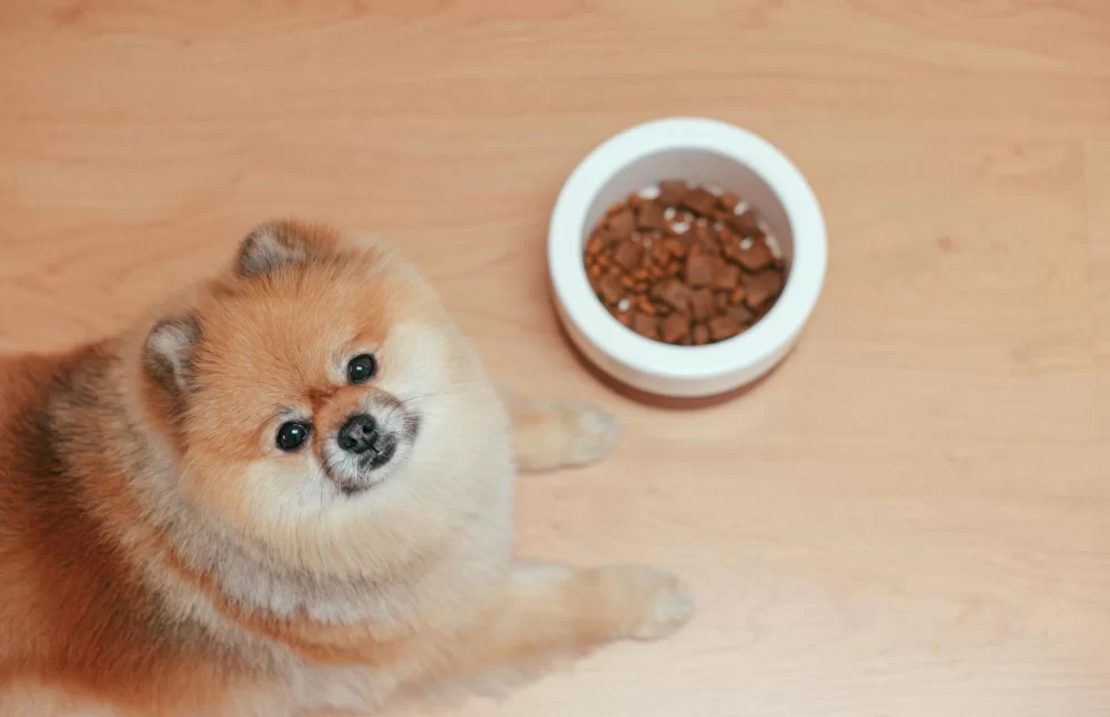 Why Is My Dog Avoiding Certain Foods or Treats? Understanding Their Preferences