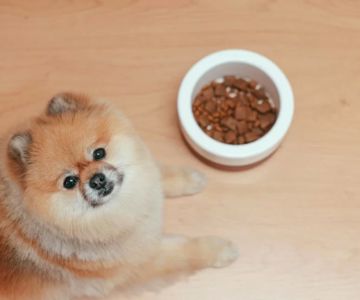 Why Is My Dog Avoiding Certain Foods or Treats? Understanding Their Preferences