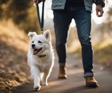 How to Train a Dog to Heel on Leash and Obey Commands Effectively