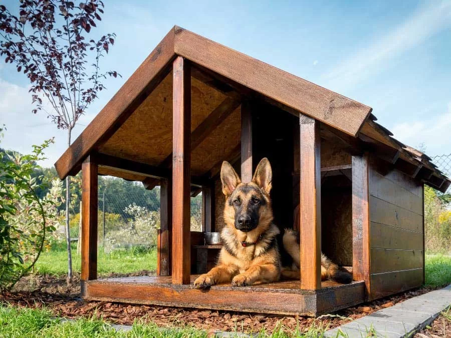 How to Build a Backyard Dog House: Step-by-Step Guide and Tips