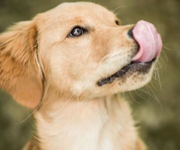 Understanding Dog Excessive Yawning and Lip Licking: What It Means