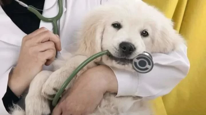 Affordable Low-Cost Veterinary Clinics Near Me: Your Guide to Budget-Friendly Pet Care