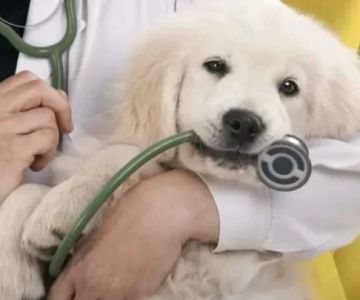 Affordable Low-Cost Veterinary Clinics Near Me: Your Guide to Budget-Friendly Pet Care
