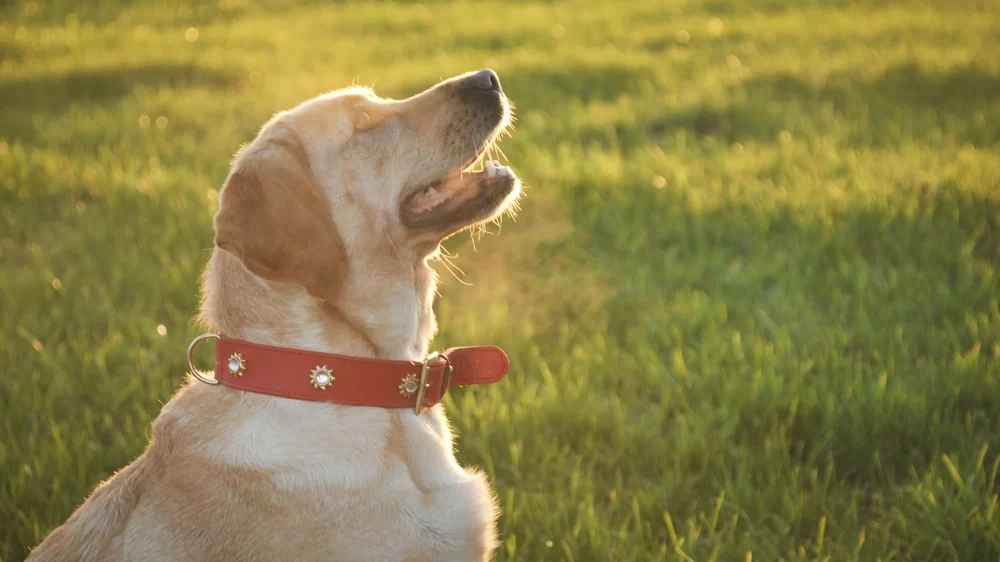 Identifying Signs of Arthritis in Older Dogs for Better Care