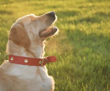 Identifying Signs of Arthritis in Older Dogs for Better Care