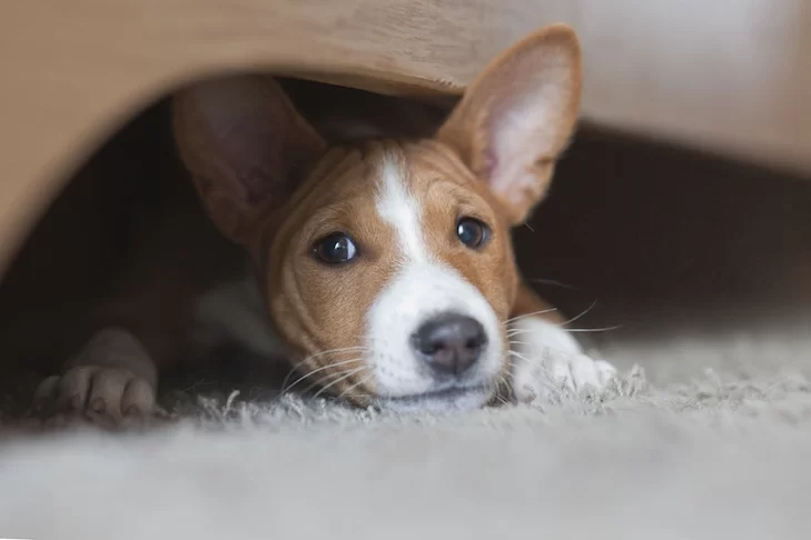 Holistic Remedies for Your Dog’s Anxiety: Natural Solutions for a Calmer Pet