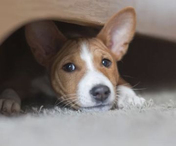 Holistic Remedies for Your Dog’s Anxiety: Natural Solutions for a Calmer Pet