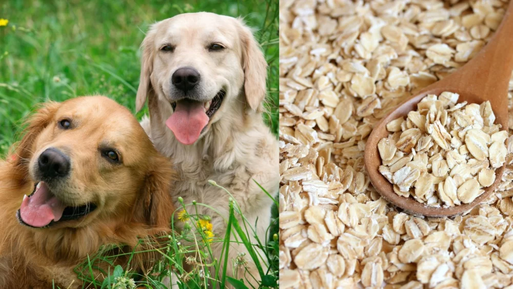 Natural Remedies for Dog Allergies: Safe and Effective Treatments for Relief