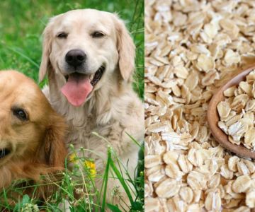 Natural Remedies for Dog Allergies: Safe and Effective Treatments for Relief