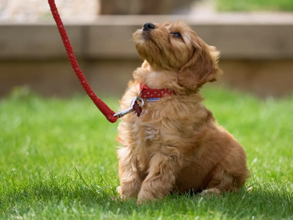 Best Ways to Train Your Dog to Walk on a Leash