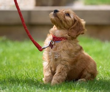 Best Ways to Train Your Dog to Walk on a Leash