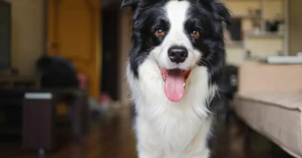 Recognizing Signs of Heart Problems and Disease in Dogs for Early Care