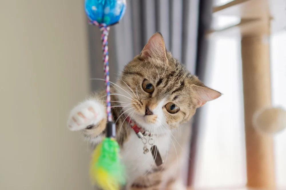 Creative and Safe Homemade Cat Toys with Feathers for Your Feline Friend