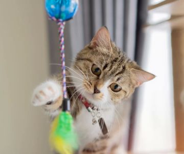 Creative and Safe Homemade Cat Toys with Feathers for Your Feline Friend