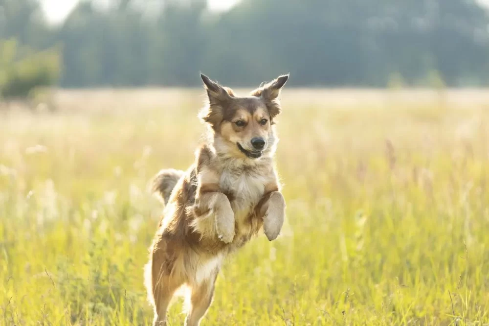Effective Natural Flea Prevention for Dogs: Safe and Proven Methods