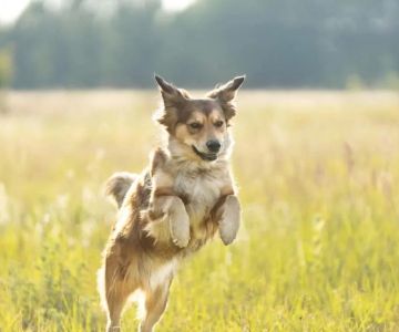 Effective Natural Flea Prevention for Dogs: Safe and Proven Methods