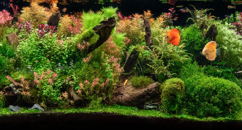 How to Build a DIY Aquarium Stand: Detailed Guide and Expert Tips