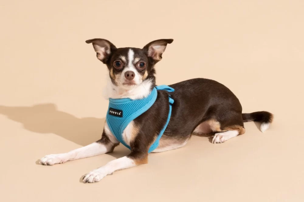 Best Dog Harnesses for Small Dogs – Comfortable, Safe & Adjustable Options