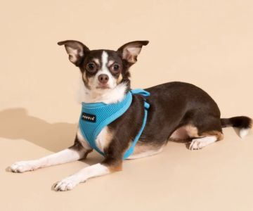Best Dog Harnesses for Small Dogs – Comfortable, Safe & Adjustable Options