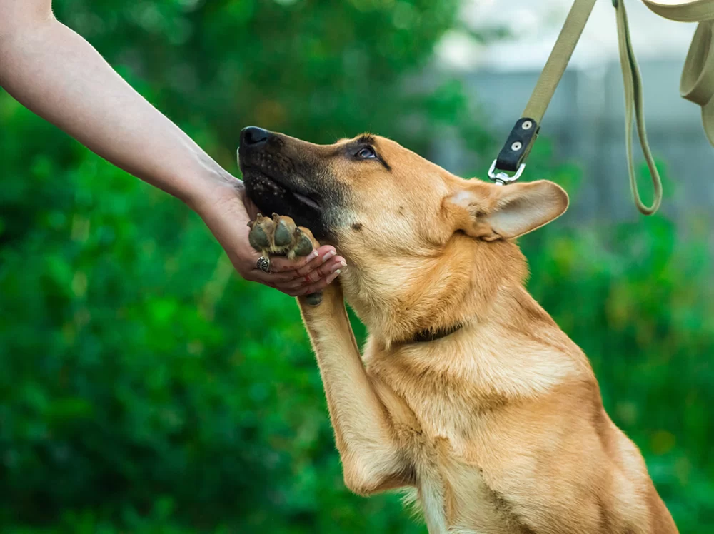How to Recognize and Understand Signs of Anxiety in Dogs for Better Care