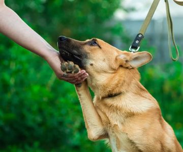 How to Recognize and Understand Signs of Anxiety in Dogs for Better Care