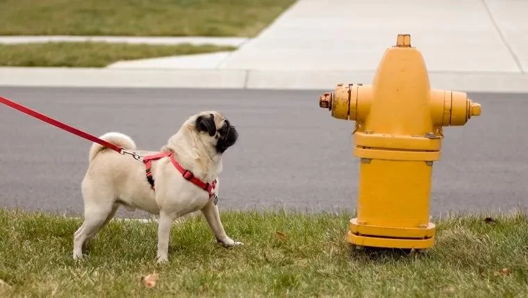 Effective Methods to Train Your Dog to Walk Nicely on Leash and Obey Commands