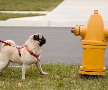 Effective Methods to Train Your Dog to Walk Nicely on Leash and Obey Commands