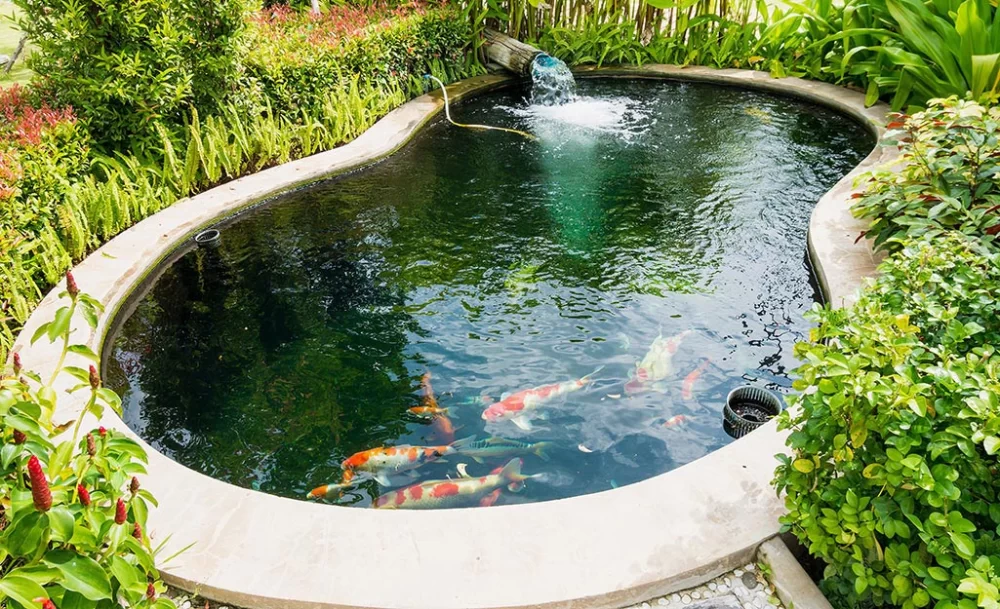 How to Build a Beautiful Fish Pond in Your Backyard: Step-by-Step Guide and Tips