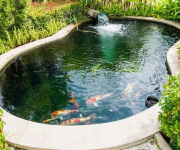 How to Build a Beautiful Fish Pond in Your Backyard: Step-by-Step Guide and Tips