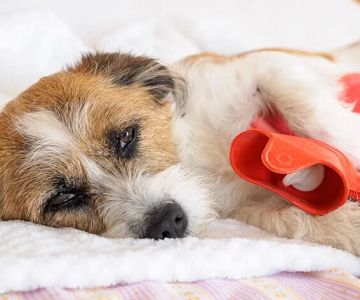 Homemade Dog Food Solutions for Puppies with Diarrhea and Sensitive Stomachs