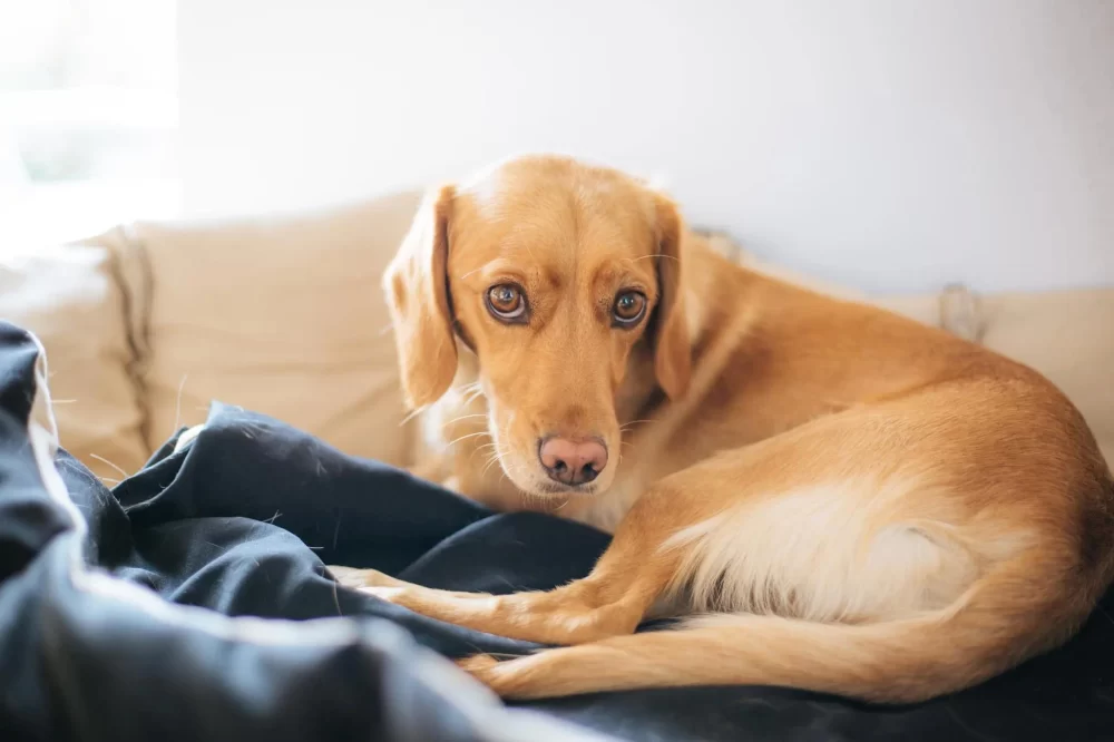 Recognizing Early Signs of Hip Dysplasia in Puppies for Better Care