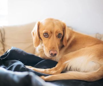 Recognizing Early Signs of Hip Dysplasia in Puppies for Better Care